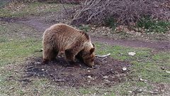 Ξύπνησαν οι αρκούδες και ανοίγει το Καταφύγιο του «Αρκτούρου»