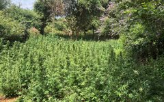 Καλλιεργούσαν 3.500 δενδρύλια κάνναβης (βιντεο)