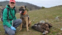 Δηλητηρίασαν σπάνια πουλιά στη Θράκη!