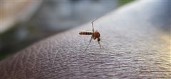 Οδηγίες για τα μέτρα προστασίας από τα κουνούπια και τον ιό του Δυτικού Νείλου