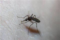 Η λύση στο μαρτύριο: Το απλό κόλπο για να μην σε ξανατσιμπήσουν κουνούπια χωρίς να βάλεις αντικουνουπικό 