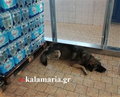 Σούπερ μάρκετ επέτρεψε σε σκύλο να δροσιστεί στην Καλαμαριά