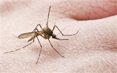 7 δήμοι της Θεσσαλονίκης στο ''κόκκινο'' για τον ιό του Δ. Νείλου