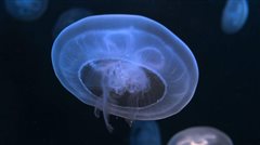 Δείτε ζωντανά που υπάρχουν μέδουσες στη Ελλάδα!