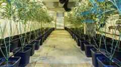 Ελεύθερη η καλλιέργεια κάνναβης και στα Πανεπιστήμια της χώρας
