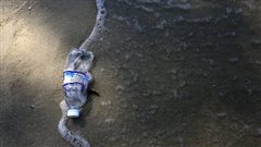 Ευρωπαϊκή Επιτροπή - Δέσμη μέτρων κατά των πλαστικών