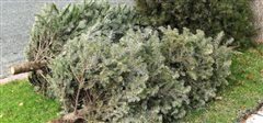 Ξεστολίζουμε και ανακυκλώνουμε τα φυσικά χριστουγεννιάτικα δένδρα